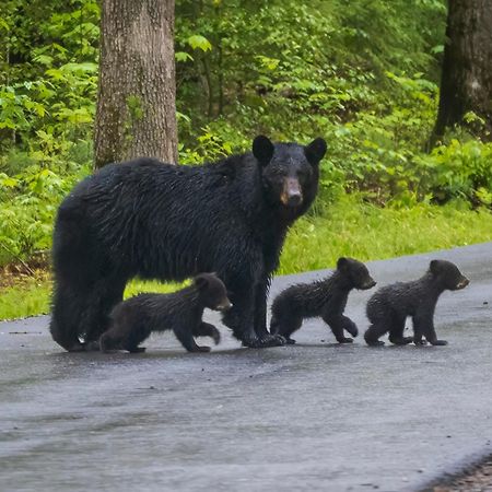 Time To Cuddle, Wifi, Near Pigeon Forge, 1089 Free Tickets Each Paid Day, Dollywood And More Экстерьер фото