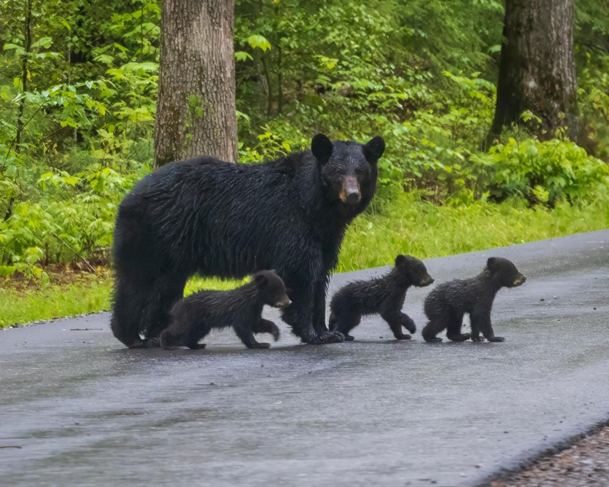 Time To Cuddle, Wifi, Near Pigeon Forge, 1089 Free Tickets Each Paid Day, Dollywood And More Экстерьер фото